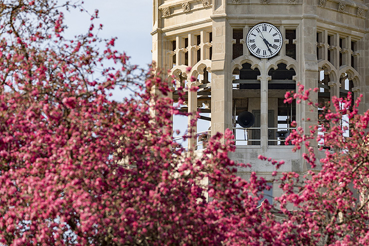 Muhlenberg College clocktower in Spring season with pink flowers present in foreground.