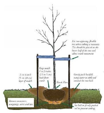 An image detailing the proper method for planting a tree in the ground.