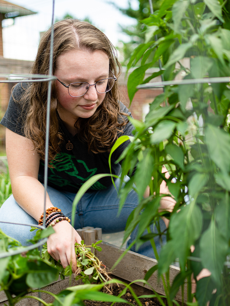 A student works in the garden, kneeling down beside a tomato plant.