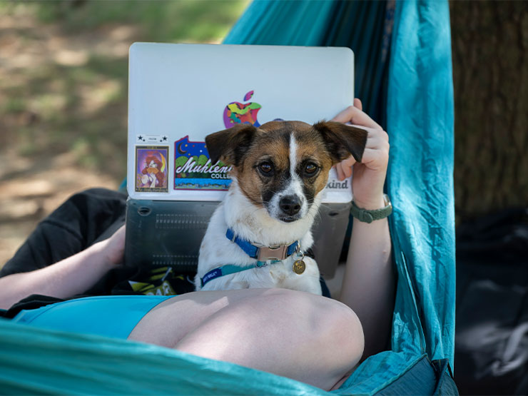 A small dog sits on the lap of a student who is looking at a laptop in a hammock.
