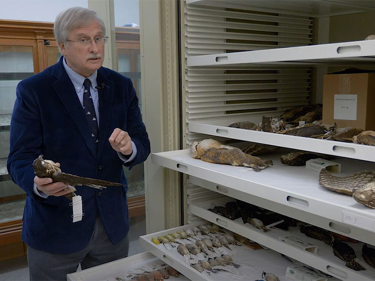 A man in a suit speaks to the camera while holding a taxidermized hawk near shelves containing many other specimens.