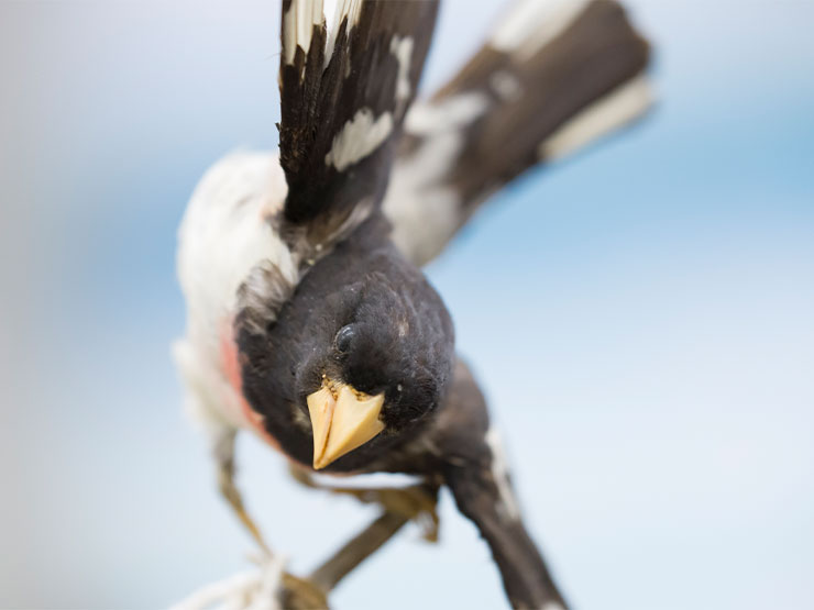 The taxidermized specimen of a rose-breasted grosbeak is mounted mid-flight.