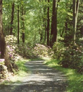 Graver Arboretum