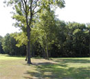 Graver Arboretum