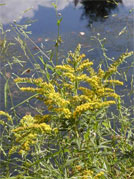 Graver Arboretum