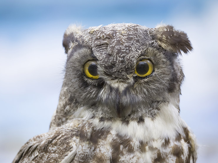 Owl - Acopian Center