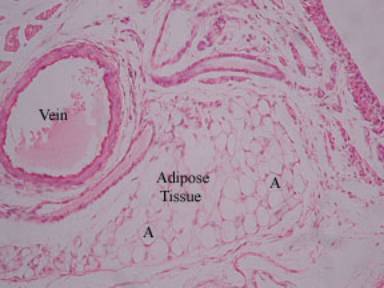 Biology Department Courses