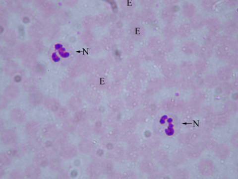 Biology Department Courses