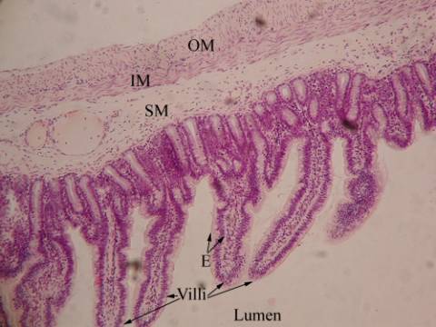 Biology Department Courses