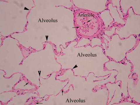 Biology Department Courses