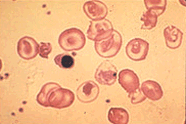 Biology Department Courses