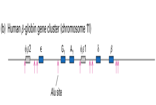 Biology Department Courses