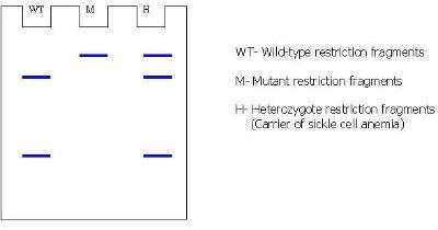 Biology Department Courses