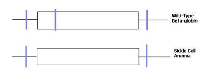 Biology Department Courses