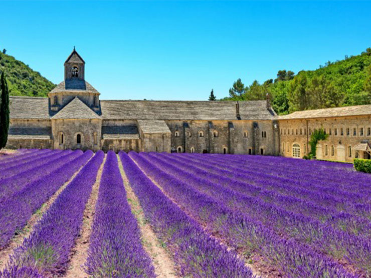 Rows of brilliant lavender grow in fields along the French countryside.