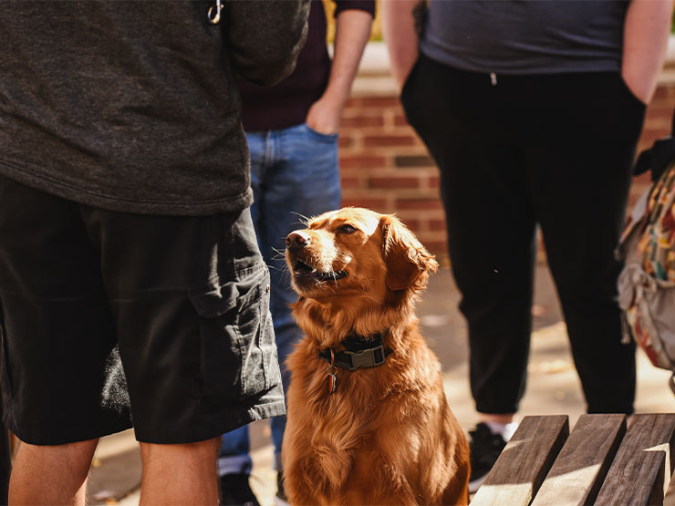 A long haired red dog with a collar looks up at a person standing nearby.