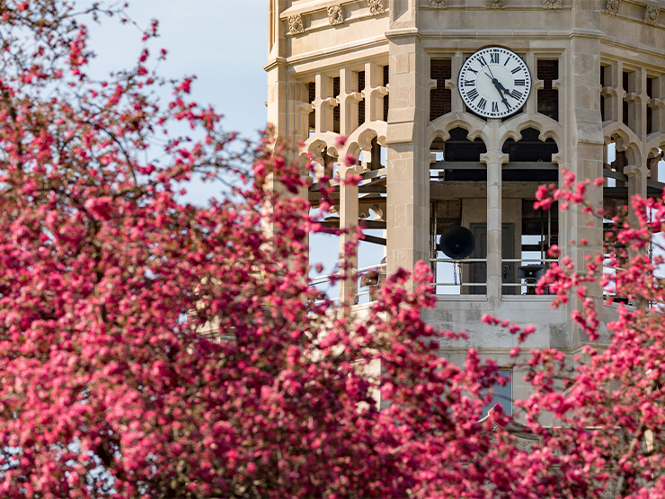 A close-up of a clocktower with bright pink flowers from a springtime tree in the foreground.