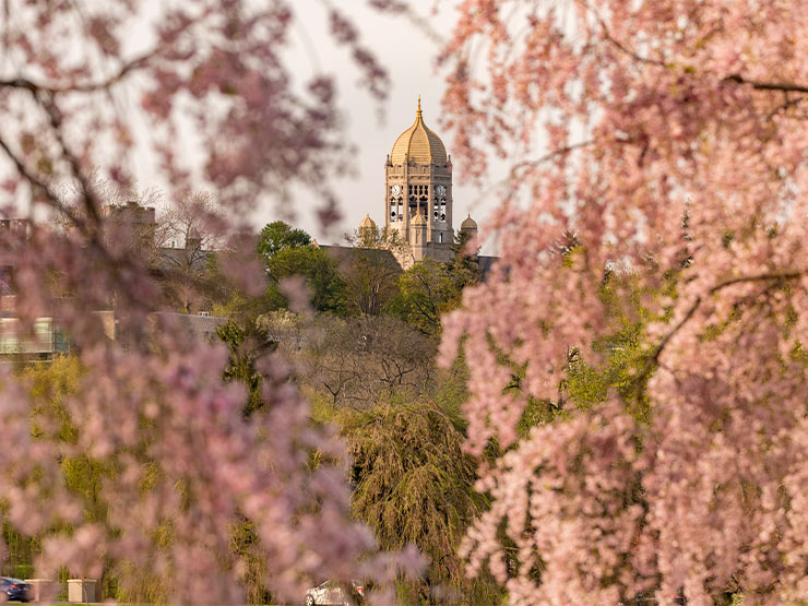 The clocktower of Haas College Center is seen framed by pink blossoms.