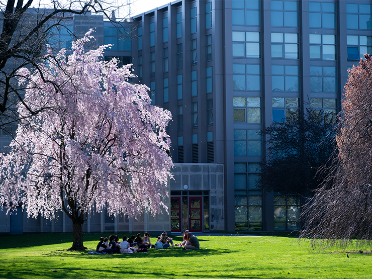 A group of students sit in a circle beneath a blossoming pink tree on Muhlenberg College campus.