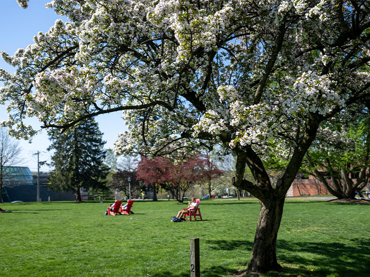 A tree fills with white blossoms while students sit scattered around a college green in red Adriondak chairs in the distance.