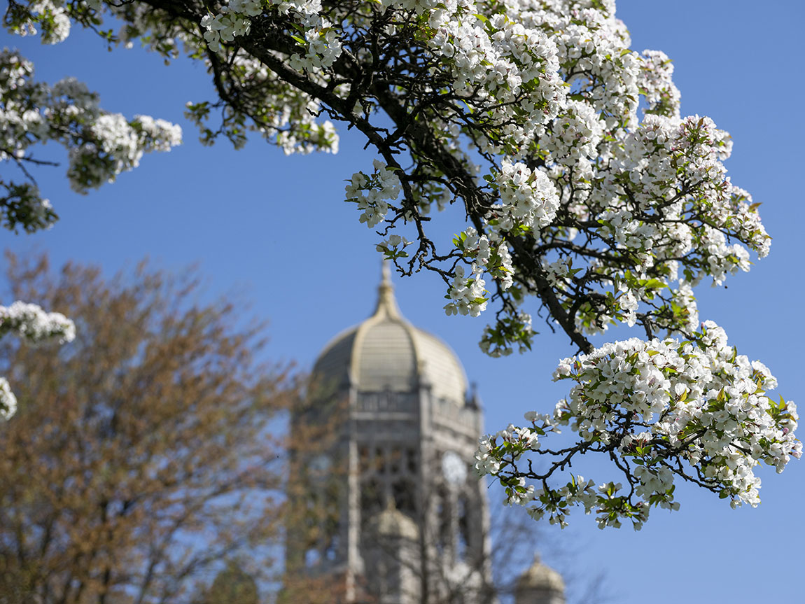 The Haas bell tower framed by a tree branch covered in white flowers in springtime