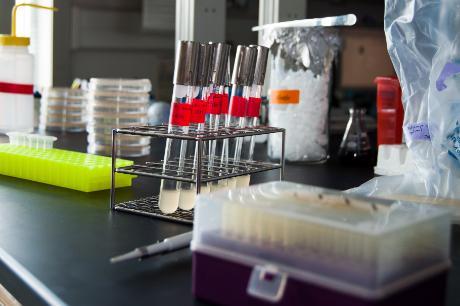 Test tubes in a research laboratory