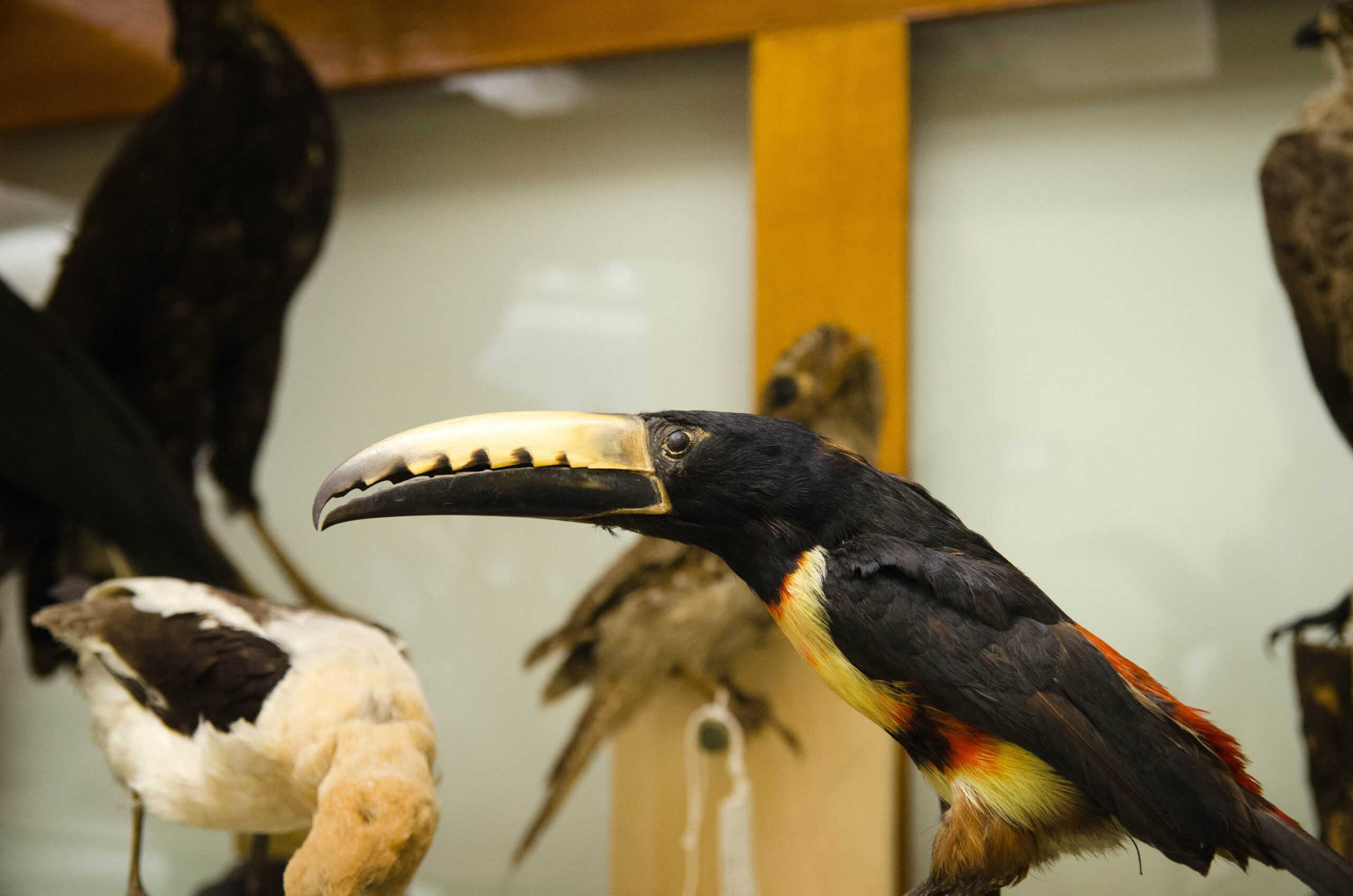 Acopian Center for Ornithology