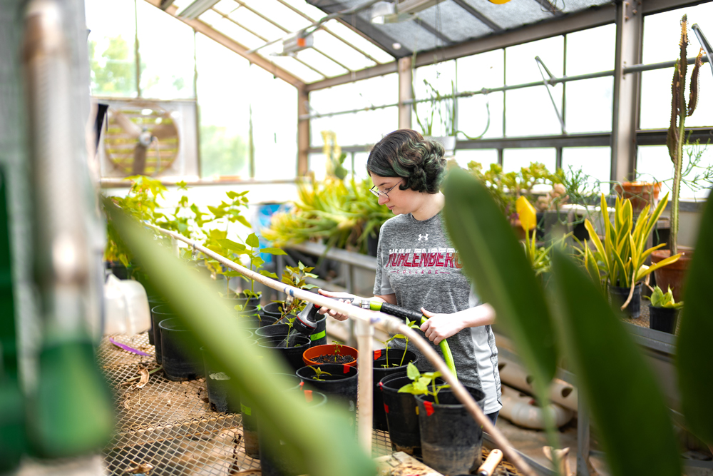 A Muhlenberg student waters plants in a greenhouse as part of sustainability studies research.