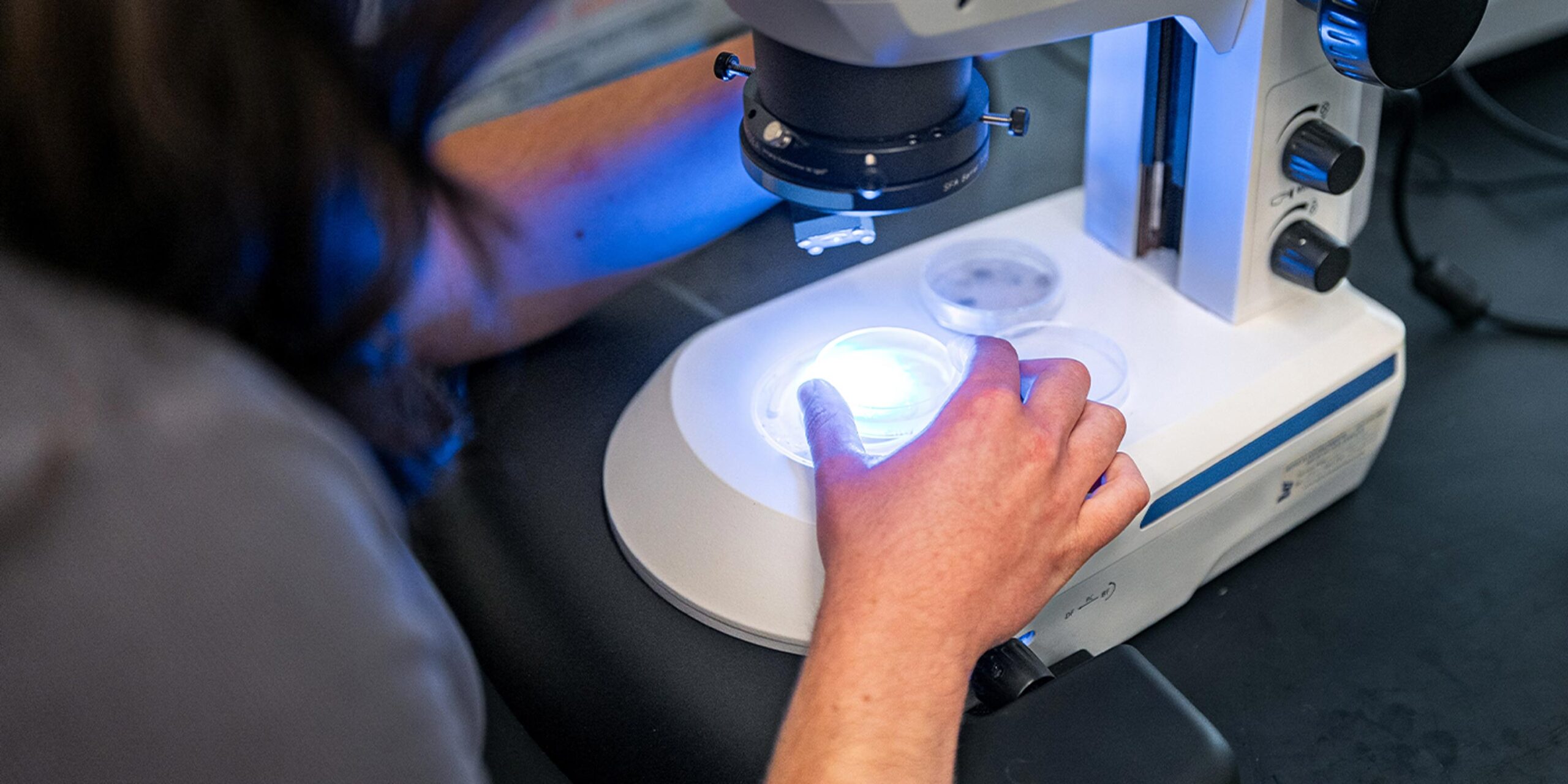 Shankweiler Scholars Honors Program