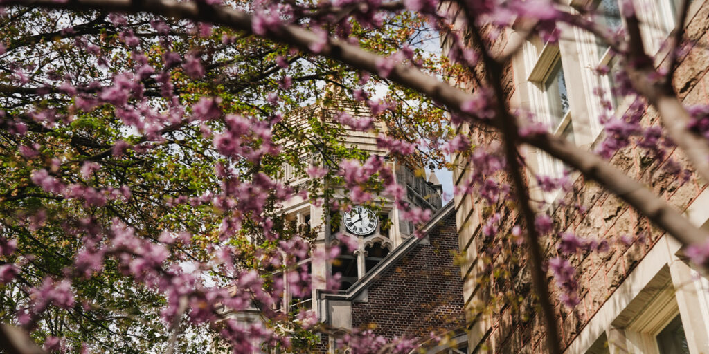 The Haas Clocktower seen through purple spring blossoms.