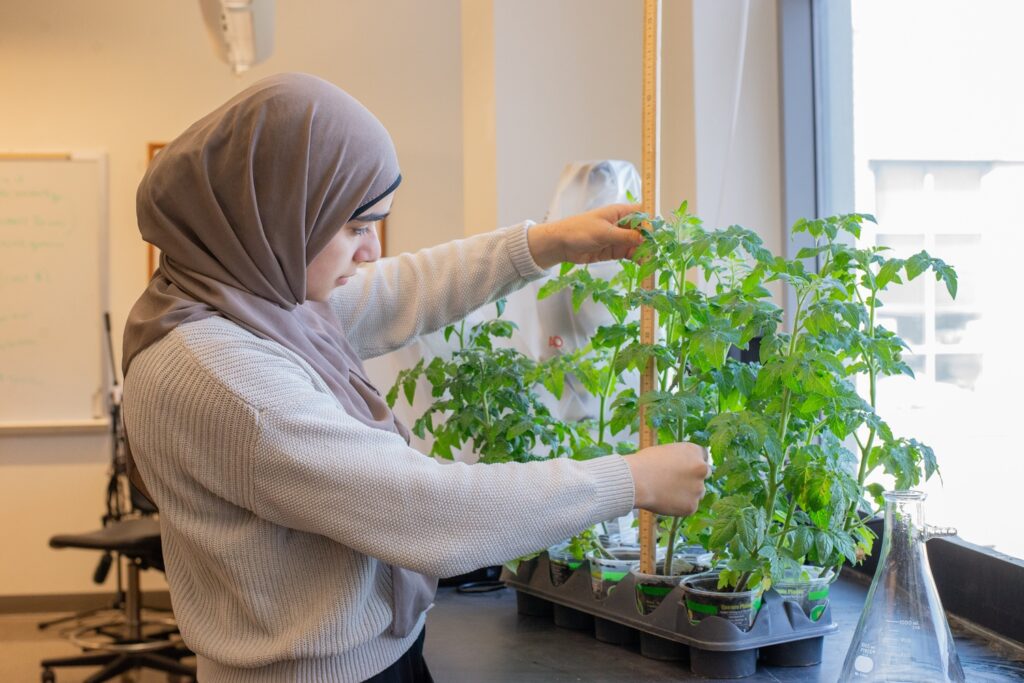 A student in a lab measured plant growth with a yardstick.