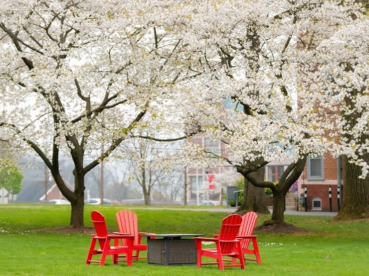 Four red chairs on the college green while spring trees are in bloom.