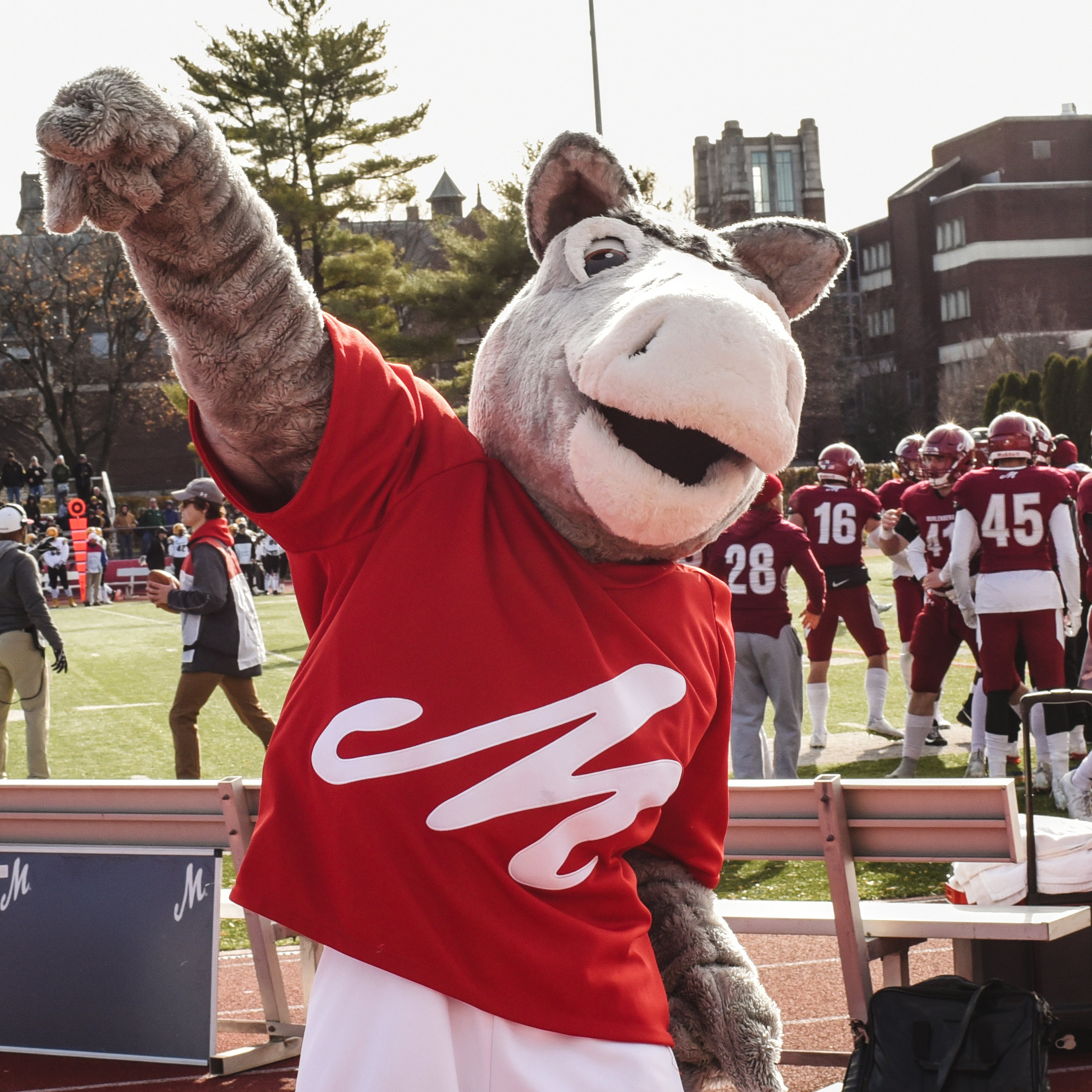 A college mascot of a mule wearing a red T-shirt with a white M on it