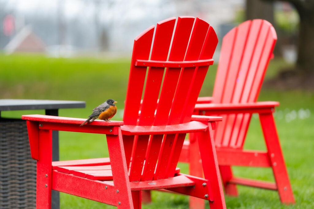 bird on red Adirondack chair